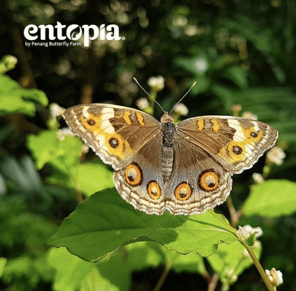 Entopia